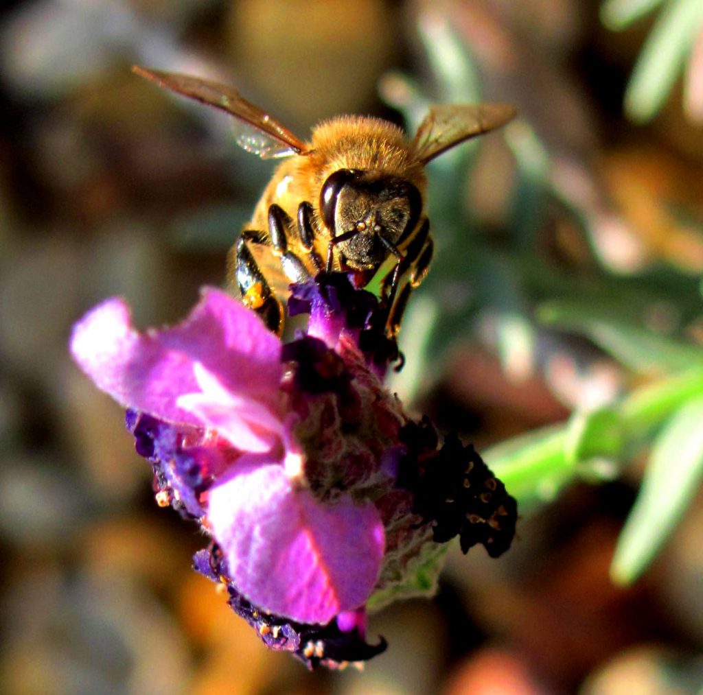 Native bees in production landscapes do they have a role in Tasmania