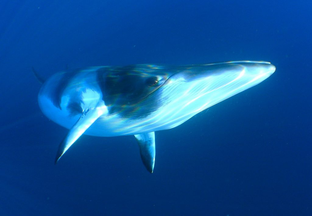 What does Japan’s policy shift in whaling mean for global whale