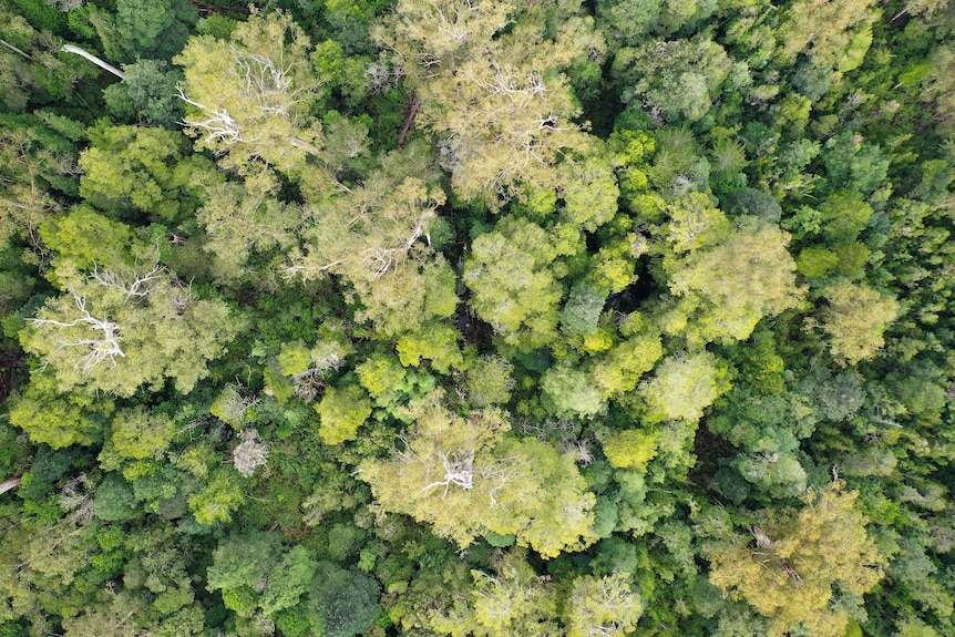 How drones are helping map Huon pines, Tasmania's ancient giant trees ...