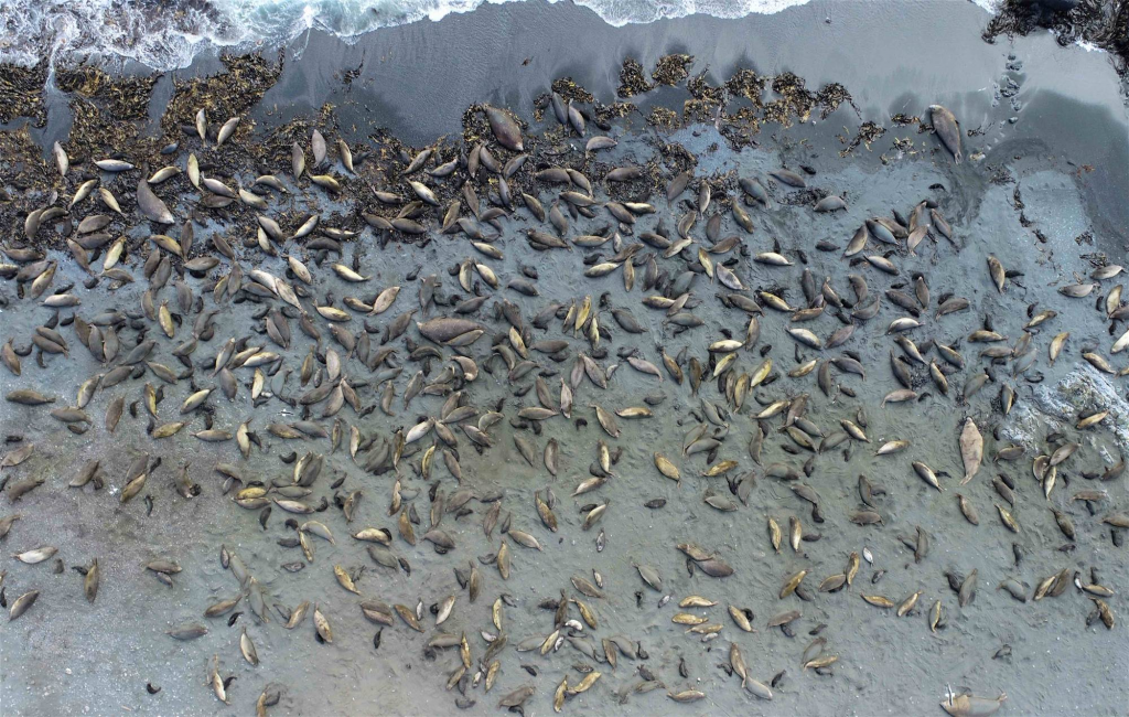 elephant seals on a beach 