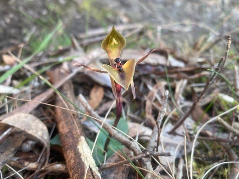 Bird orchids