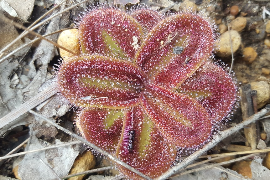 sundew plant