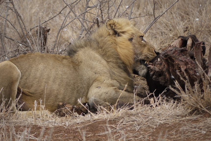lion eating a carcass 