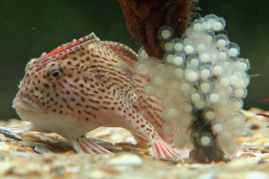 a red striped handfish protecting her eggs