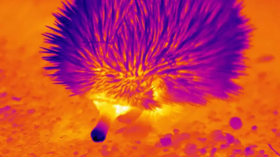 thermal image of an echida