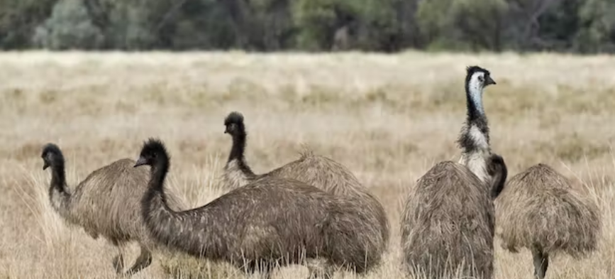 group of emus