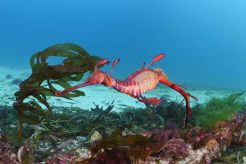 weedy sea dragon 