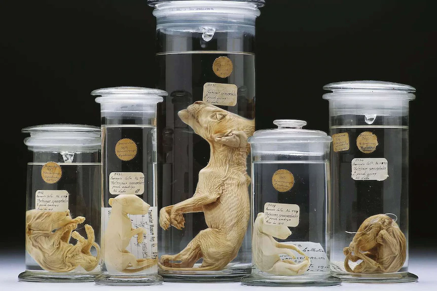 Juvenile Tasmanian tiger specimens, or thylacines, preserved in jars.