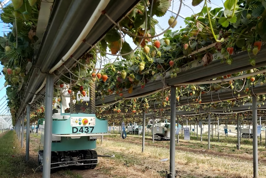 robot picking strawberries on a farm 