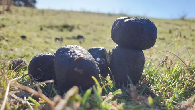 wombat poos