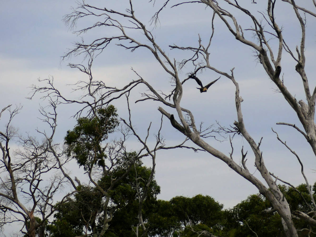 wedge tailed eagle taking flight 