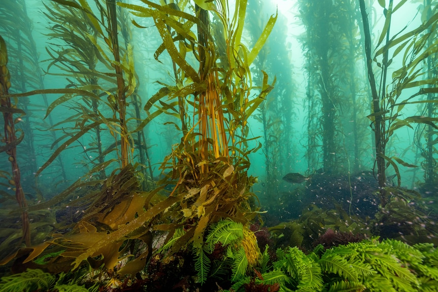 kelp forest in tasmania 