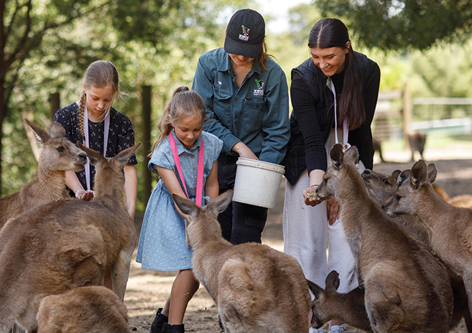 kids feeding kangaroos 