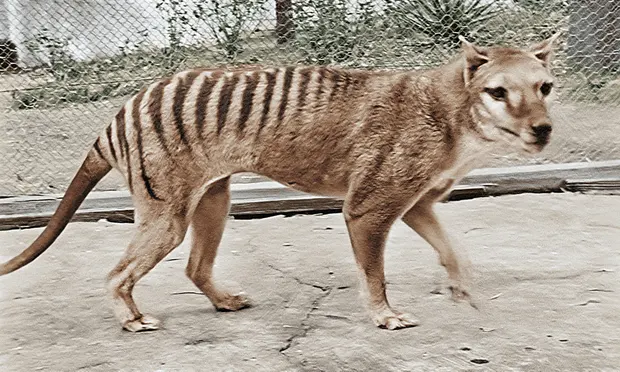 photo of thylacine 
