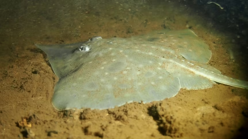 maugean skate on the ocean floor