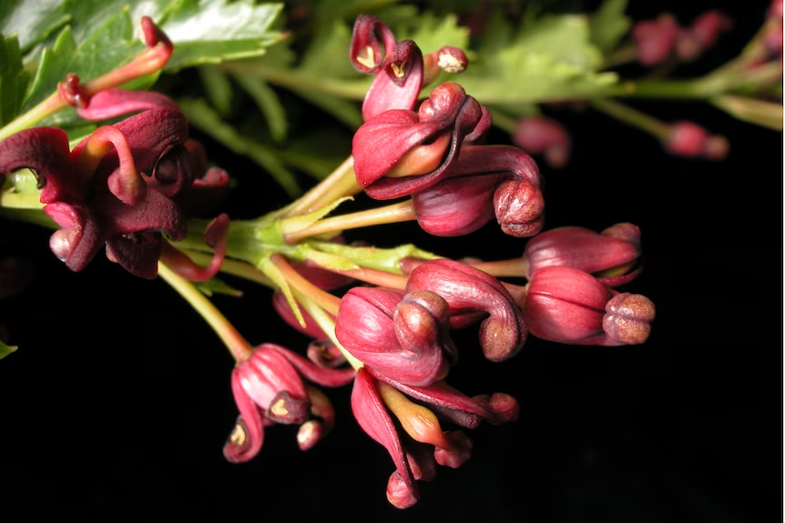 pink mountain flower 