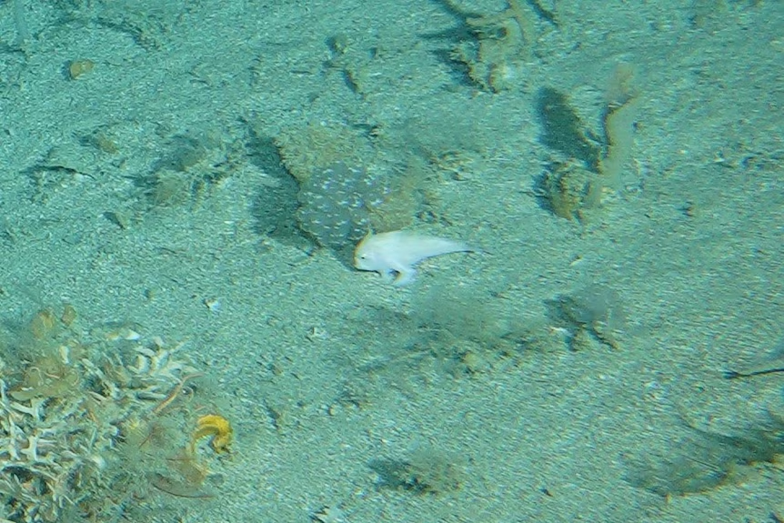 small white handfish at bottom of ocean