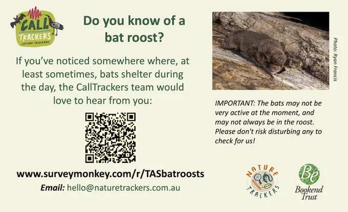 picture of a bat and QR code to website