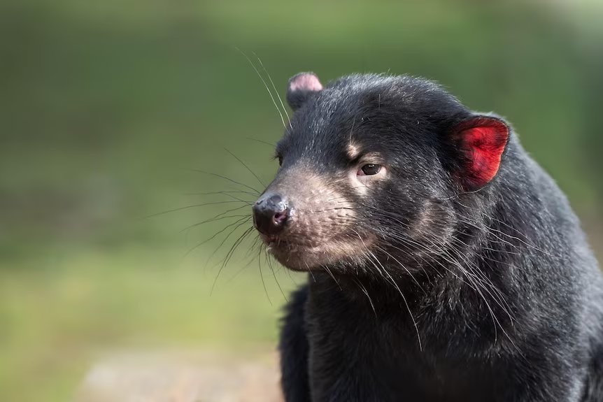 tassie devil