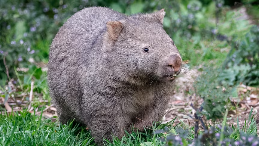 wombat in the grass