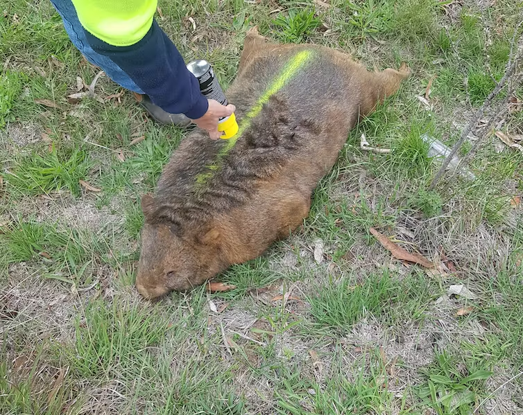 wombat hit by a car